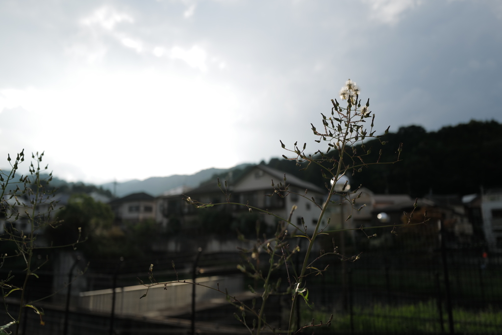 長雨の秋　陽ありがとう