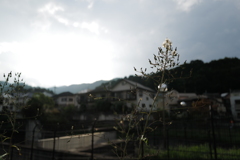 長雨の秋　陽ありがとう