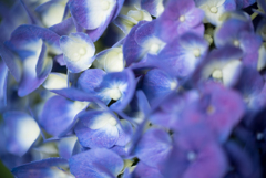 紫陽花
