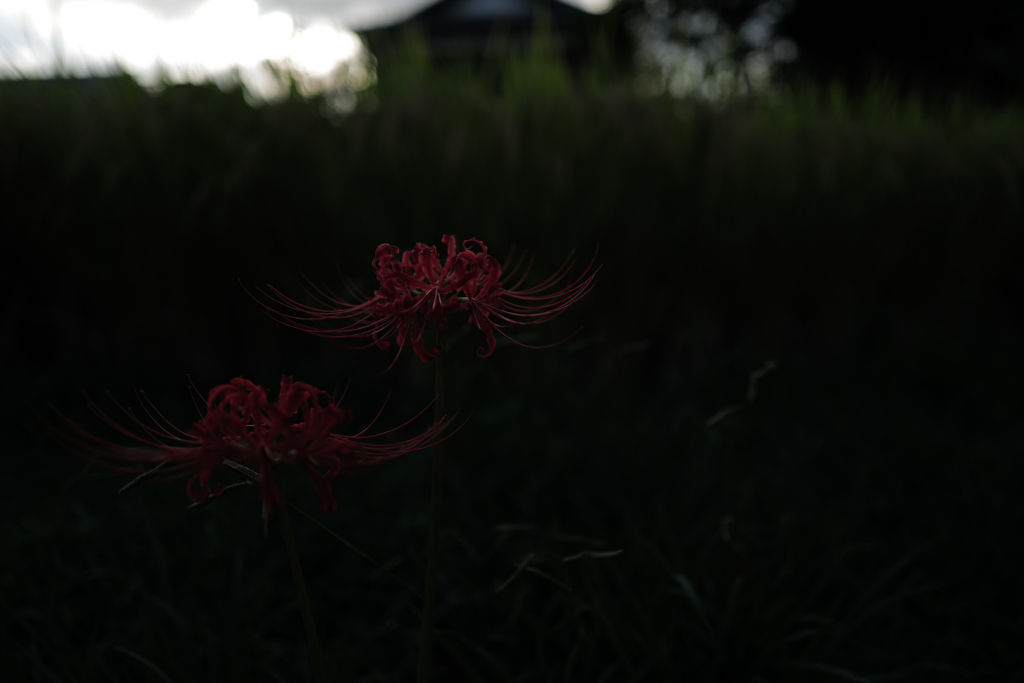 彼岸花　赤