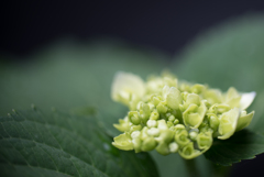紫陽花