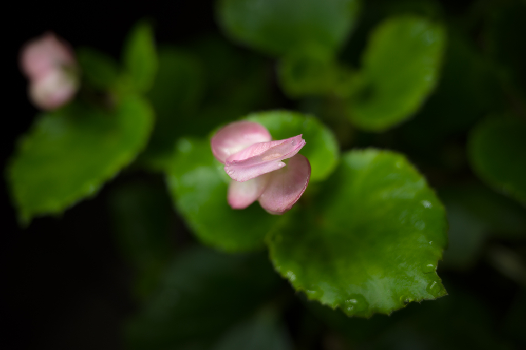 夏の長い雨