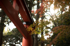 鳥居と紅葉