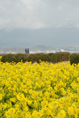 なぎさ公園菜の花