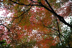 L1004714