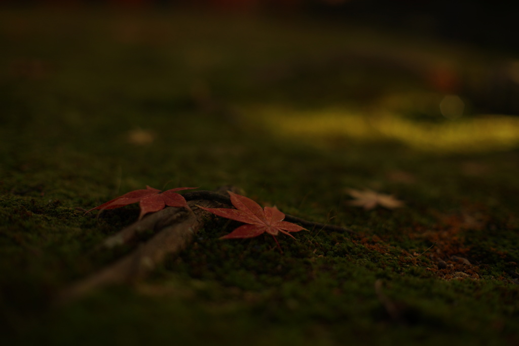 晩中の落ち葉