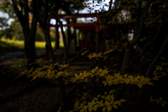 陽の当らない鳥居