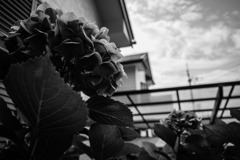 青空とアジサイ