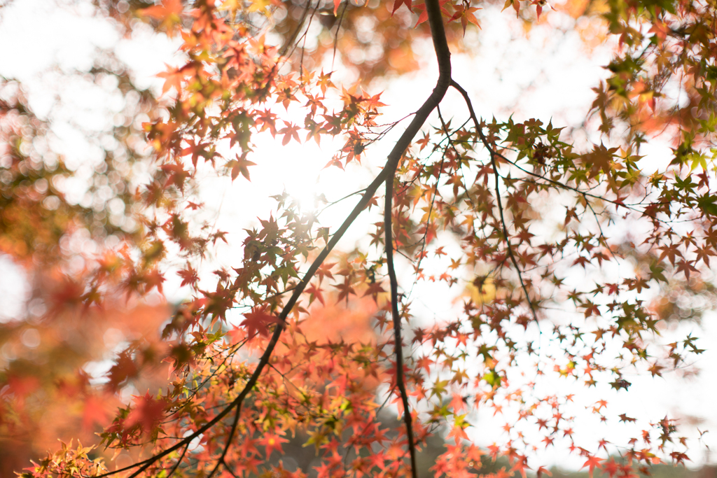 秋の紅葉