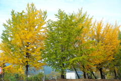 L1004767