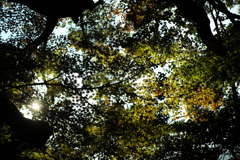 L1004725