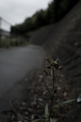 秋　生きる