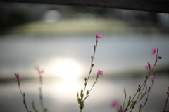 田植と花