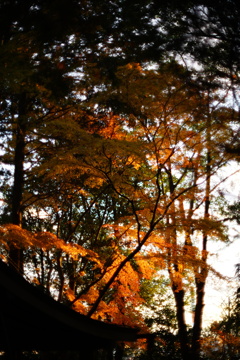 晩秋の紅葉