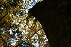 最後の紅葉