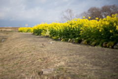 なぎさ公園菜の花