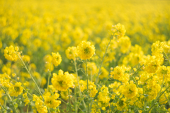 なぎさ公園菜の花