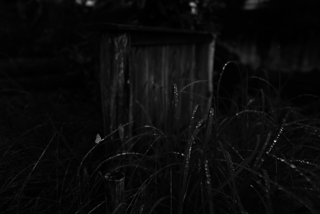 雨上りの朝