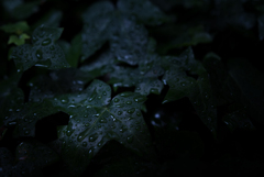 梅雨