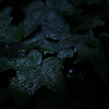 梅雨