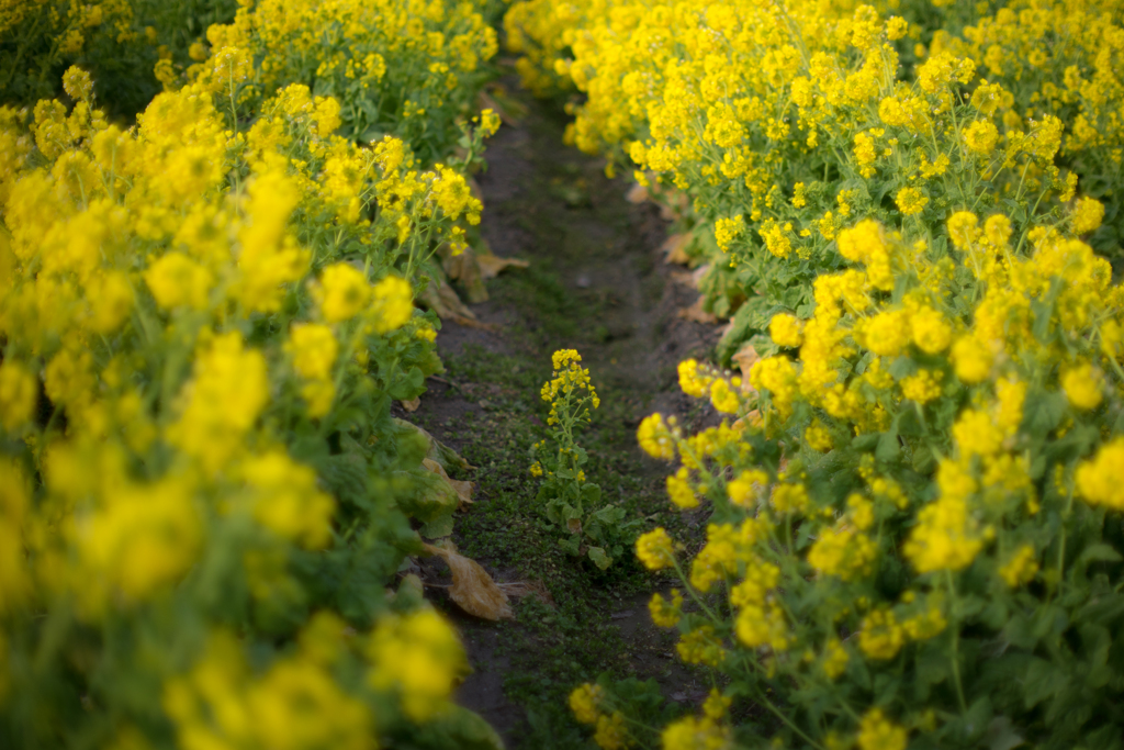 なぎさ公園菜の花