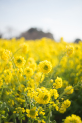 なぎさ公園菜の花