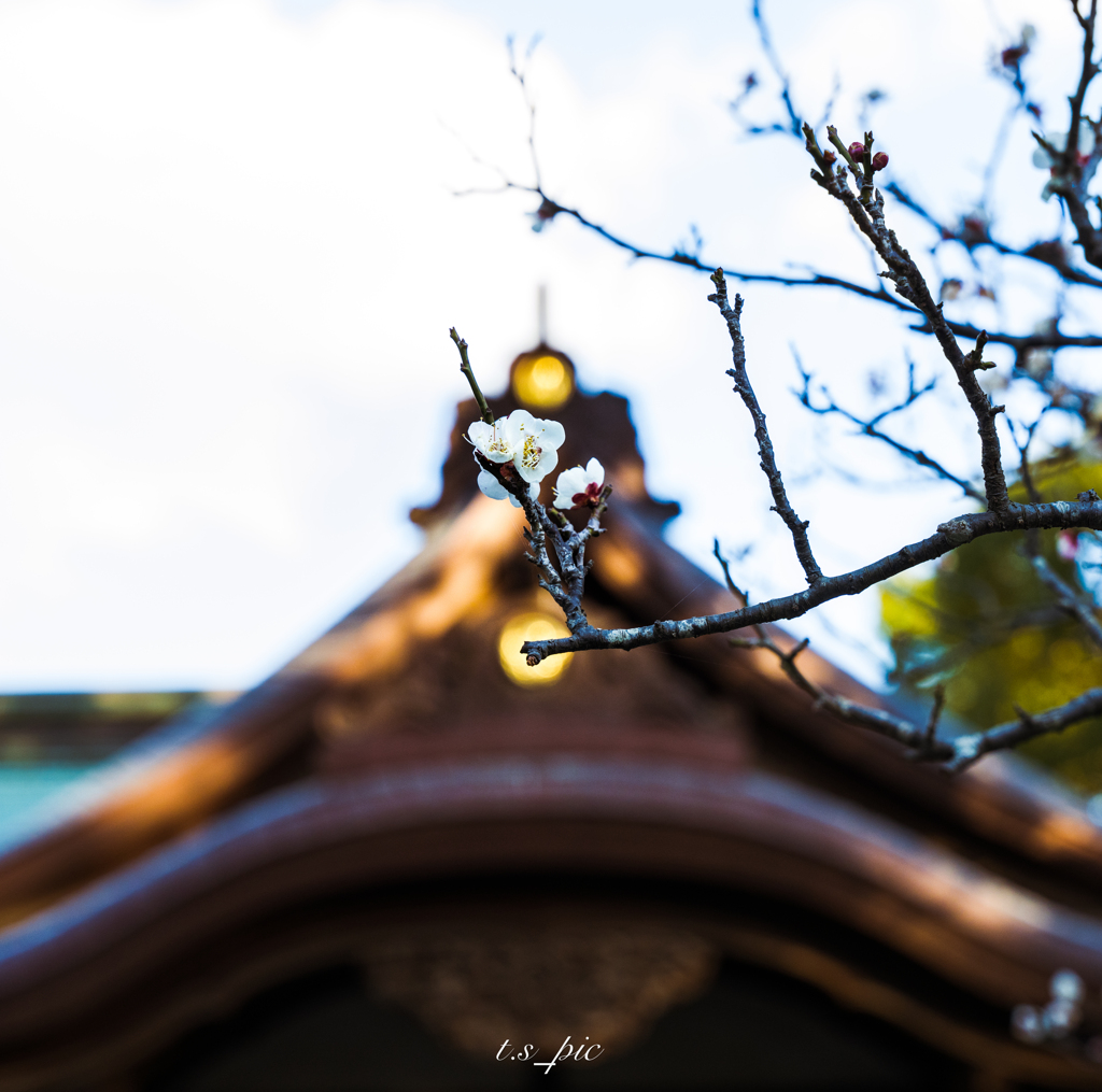 鶴岡八幡宮の梅