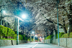 夜桜