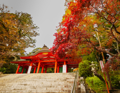 紅葉