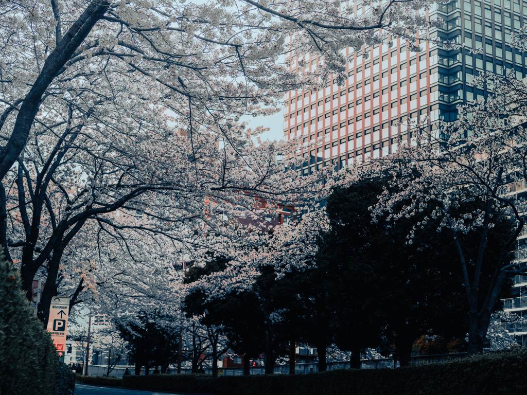 都会の桜