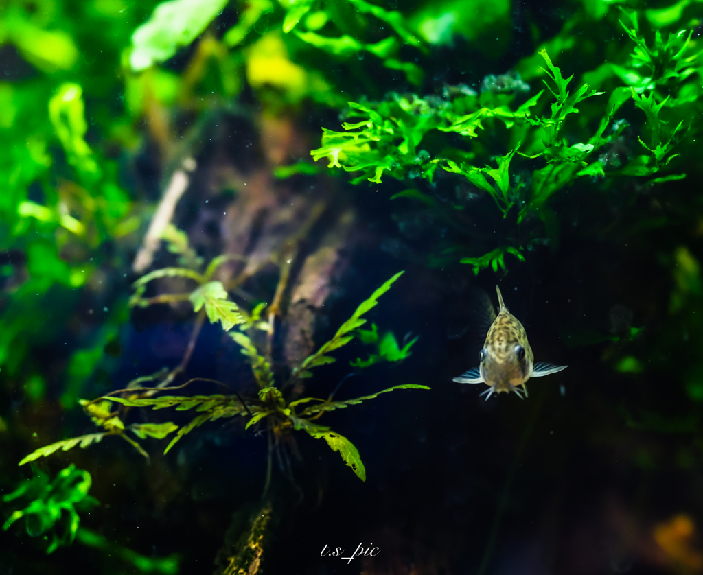 我が家の水槽から