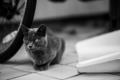 迷い猫3