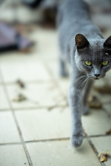 迷い猫1