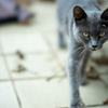 迷い猫1