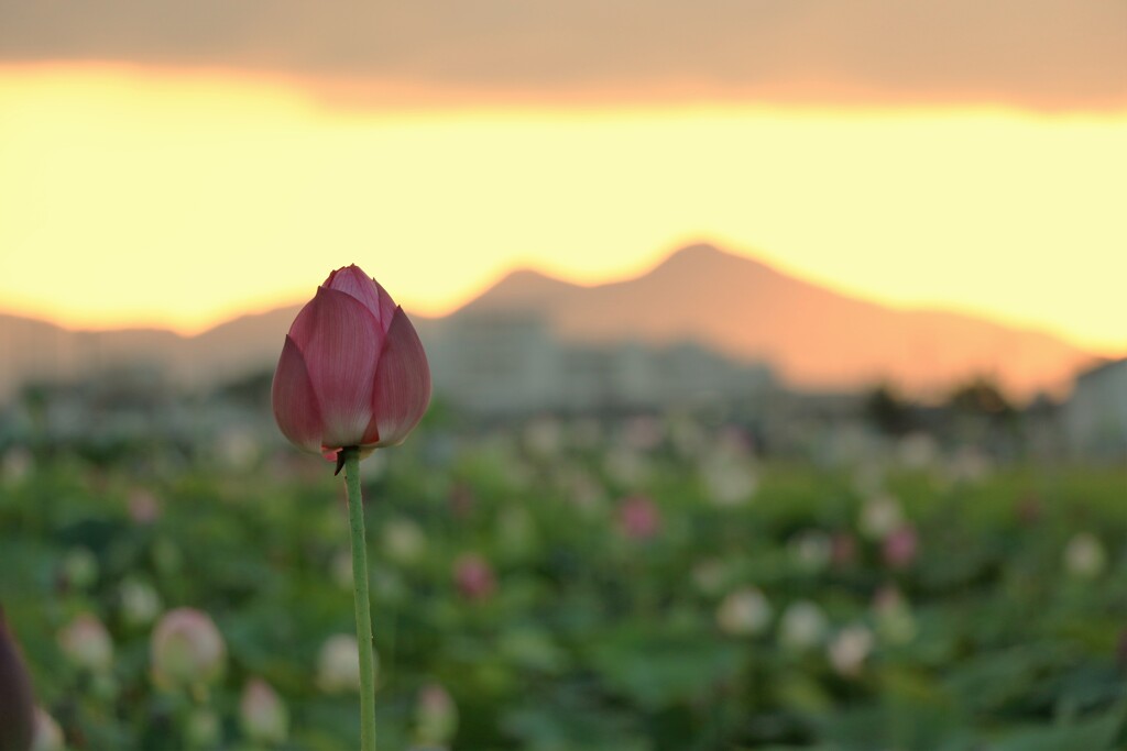 藤原旧跡　蓮と夕日と二上山