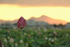 藤原旧跡　蓮と夕日と二上山