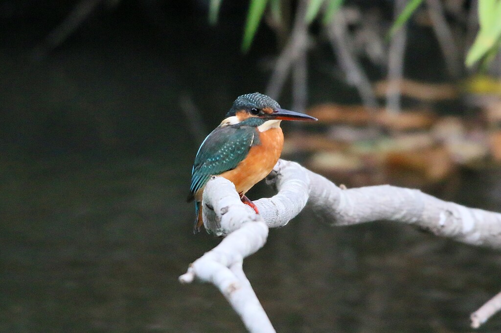 久々のカワセミ