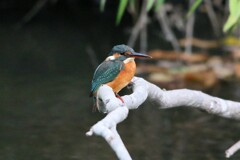 久々のカワセミ