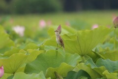 藤原旧跡　蓮畑にオオヨシキリ