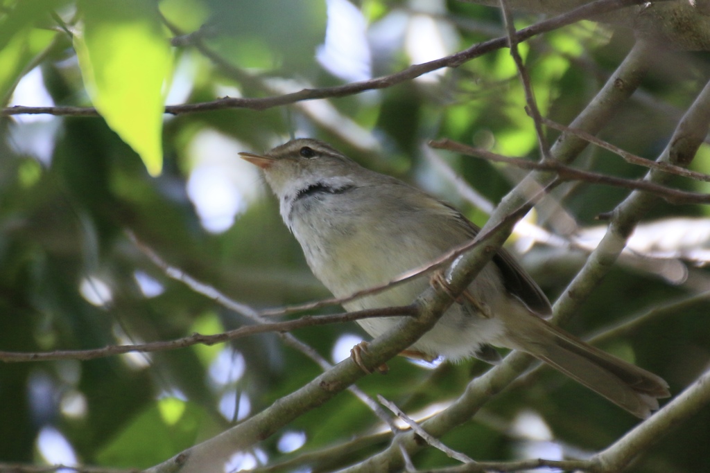 馬見丘陵公園　鶯