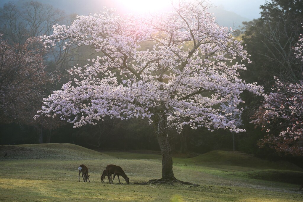 奈良公園　春日野　桜と親子鹿