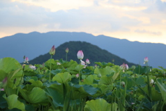 藤原旧跡　夏の夕暮れと蓮