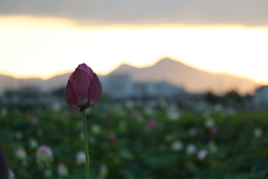 藤原旧跡　夏の夕暮れと蓮