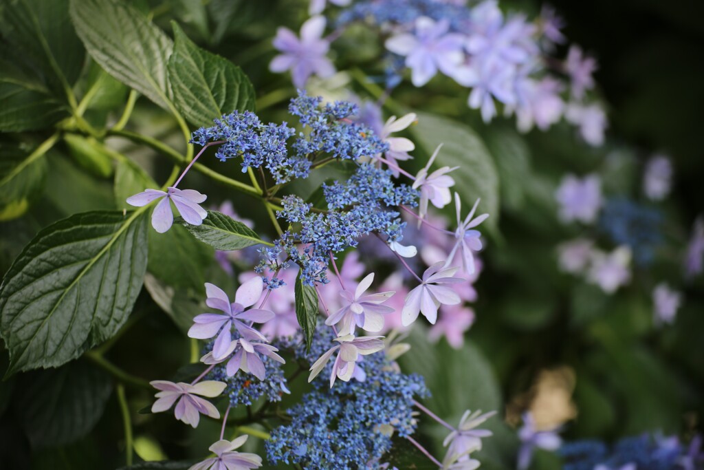 明日香の額紫陽花
