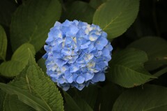 紫陽花「ヨッコラサ」