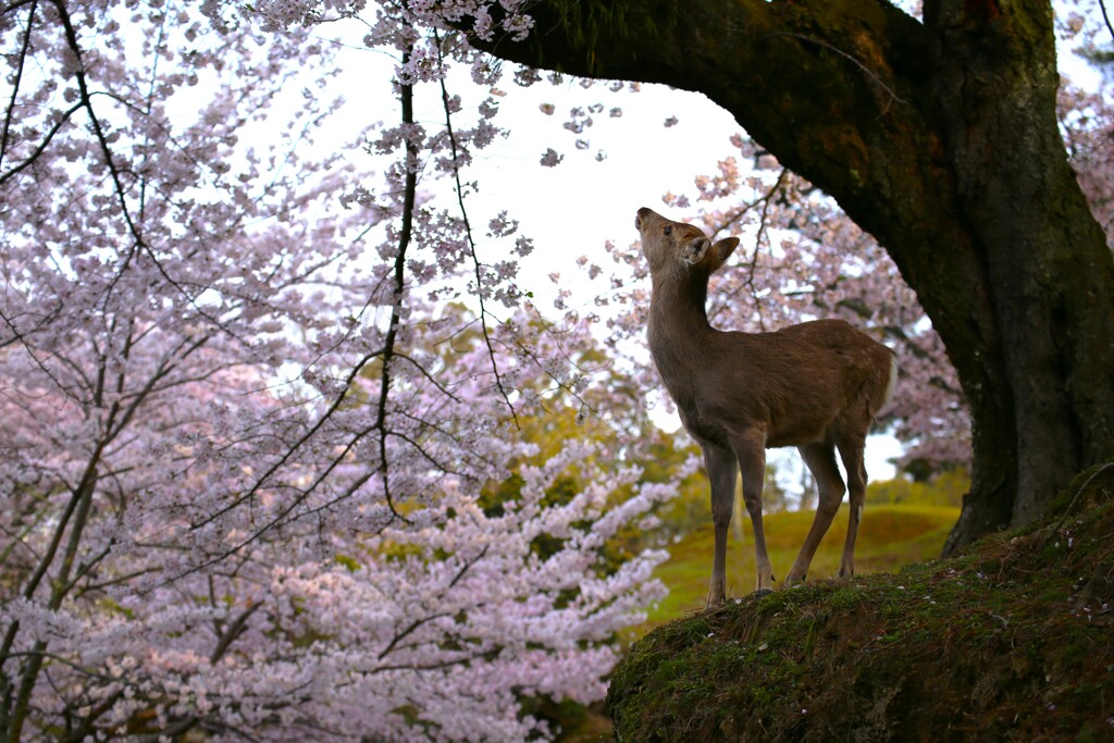 奈良公園　春日野　桜と鹿