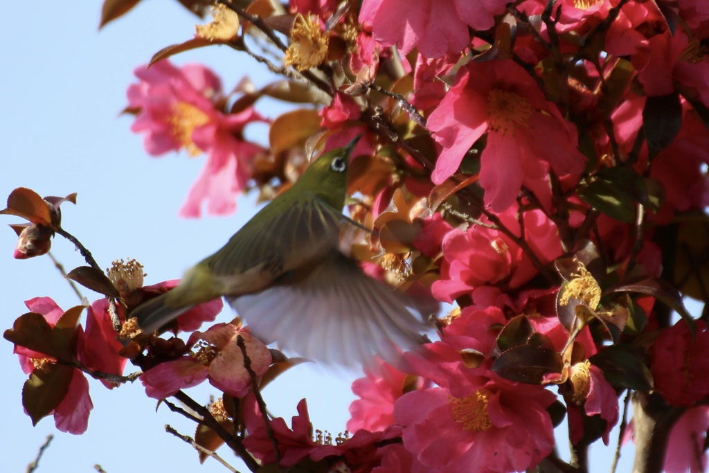 馬見丘陵公園　椿とメジロ