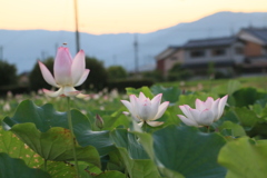 藤原旧跡の蓮とミツバチ達