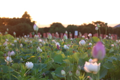 藤原旧跡　夏の夕暮れと蓮