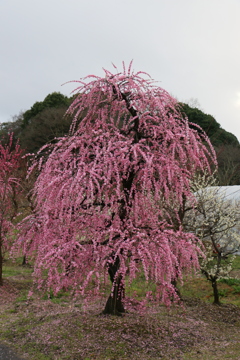 明日香　甘樫丘公園下の枝垂れ梅